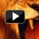 lion video