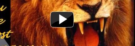 lion video
